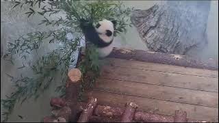Панда Катюша добывает бамбук. СМОТРЕТЬ ДО КОНЦА 🐼🤣