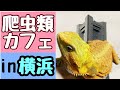 【42】爬虫類カフェin横浜　＃爬虫類カフェ　＃はちゅりん