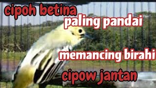 suara sirpu/ cipoh betina memanggil jantan paling pandai memancing birahi cipow jantan