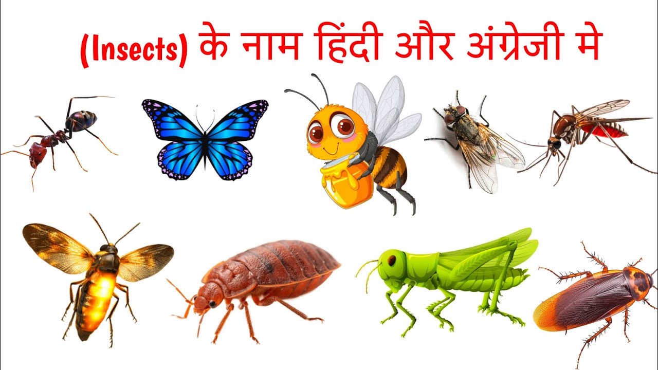 Mashi Insect (Insects) के नाम हिंदी और अंग्रेजी | Insects name for kids | insects ...