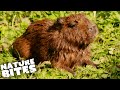 Baby Capybara is in Danger! | The Secret Life of the Zoo | Nature Bites