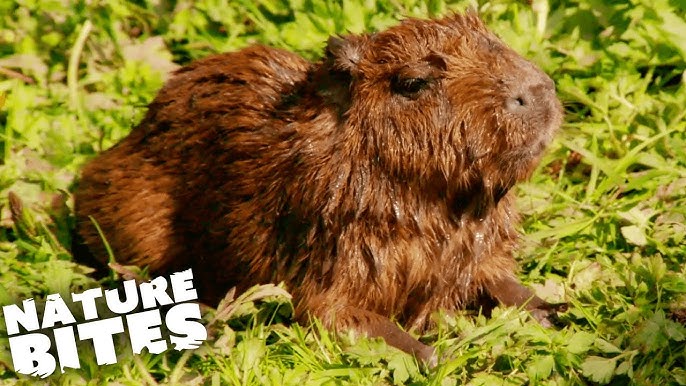 Baby Capybara Born!  Paradise Wildlife Park 