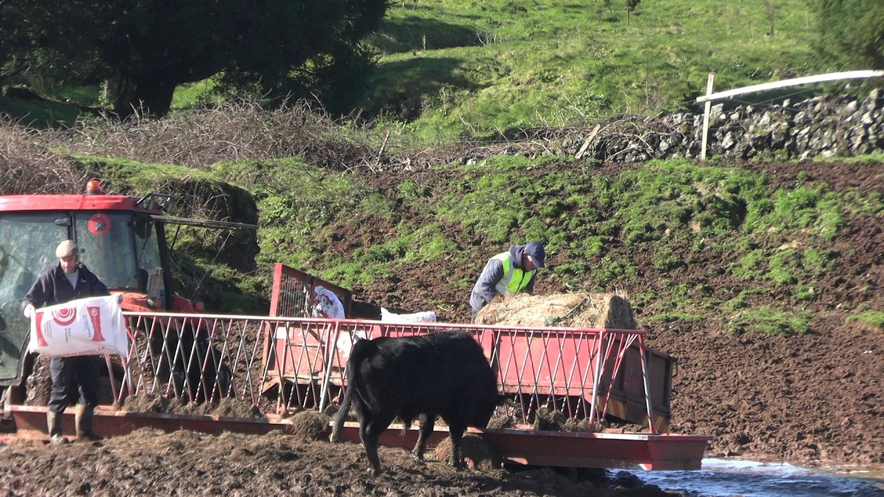 25 0226 VER TRATAR DOS TOUROS QUINTA DO OLÉ TOURO