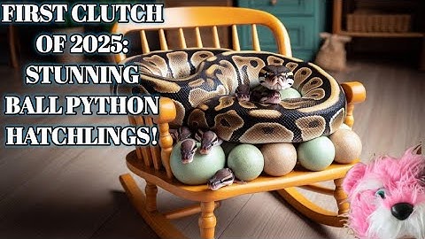 2025 Ball Python Breeding Season Begins: First Clutch Reveal! 🐍 🥚
