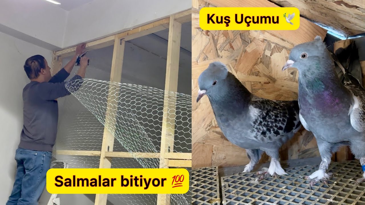 YENİ SALMALAR BİTMEK ÜZERE 💯 KUŞLARI UÇURDUK 🕊️ BALKONDAKİ DAMIZLIKLAR - Taklacı Güvercin Oyunkuşu