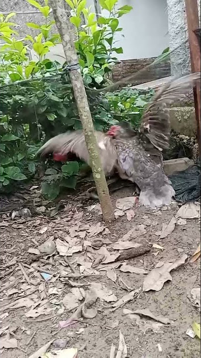 Apa jadinya kawin silang antara entok dan ayam- Ternak entok #shorts