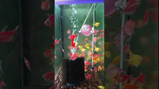 Colour wido 👈#aquarium #vlog #fish #shortsfeed #share #viral #youtubeshorts #shorts #pets #yt