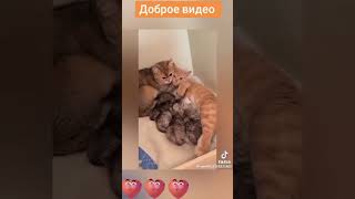 добрые видео с животными 2