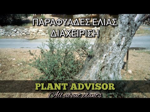 Βίντεο: Γιατί η ελιά μου δεν μεγαλώνει;