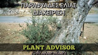 Olive Tree shoots‼Proper Management‼Plant Advisor Greece