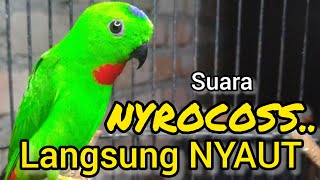 SUARA BURUNG serindit gacor NYROCOS buat PANCINGAN SERINDIT agar EMOSI NYAUT