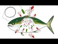神経締めで魚に細菌がまき散らされます。