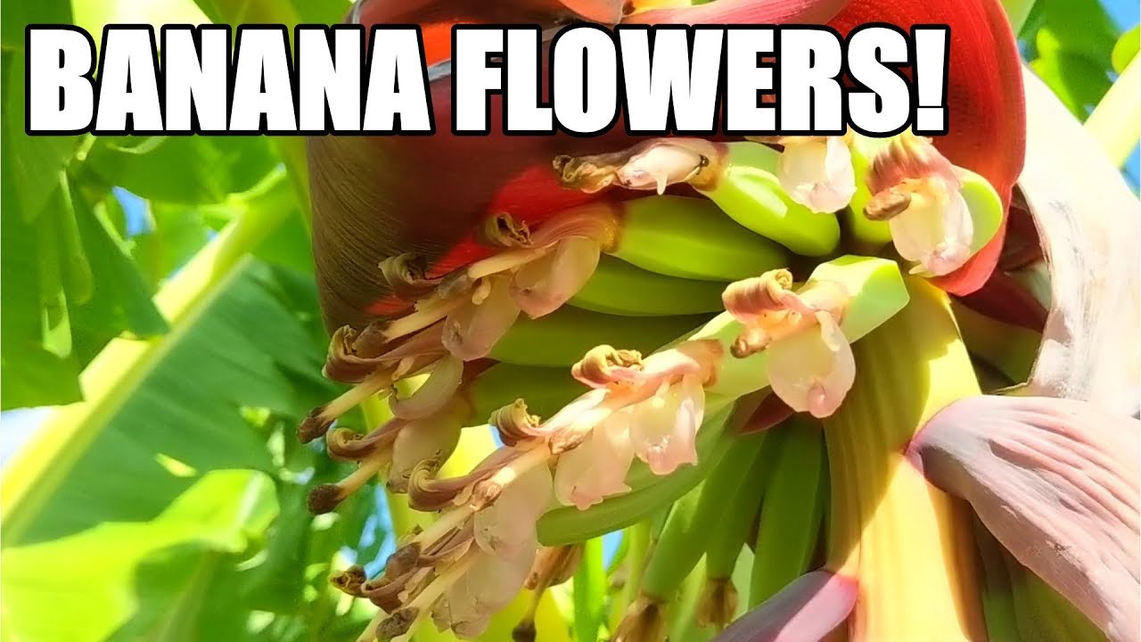 aquaponics sweet corn - aquaponic