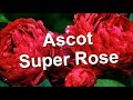 Ascot Super Rose
