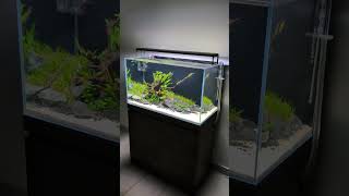 Fluval Visi-White 90P Aquascape 🌿 #shorts @fluval