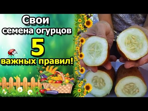 ☘Как собрать семена огурцов правильно? "5" правил для супер урожая.