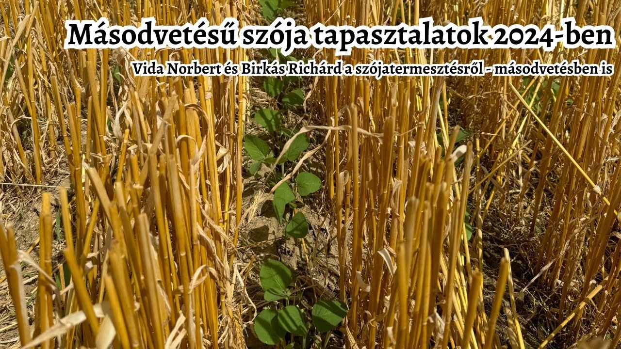 „A szóját nem a támogatásért kell vetni” | Gazdatapasztalatok a masodvetésű és fővetésű szójáról