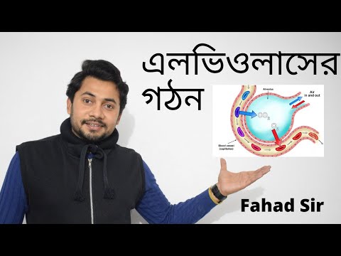 ভিডিও: কোন ধরনের অ্যালভিওলার কোষ?