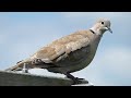 Eurasian Collared Dove Call | Bird Sounds