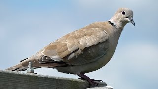 Eurasian Collared Dove Call | Bird Sounds Resimi