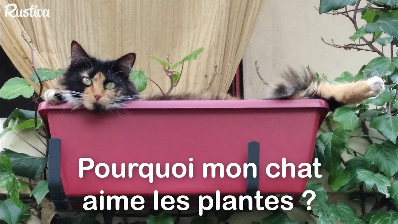 Pourquoi mon chat aime les plantes ? YouTube