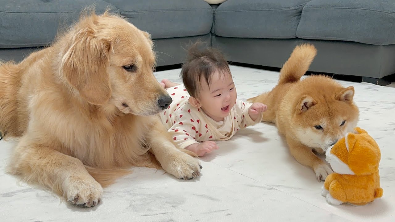 声真似してくる物体から家族を守ろうと必死な豆柴とゴールデンレトリバー