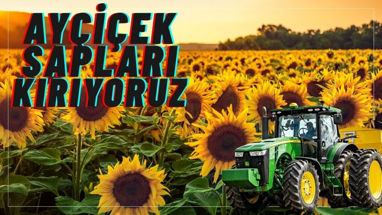 AYÇİÇEK SAPLARINI KIRIYORUZ ! #keşfet #2025 #viral #video #farm #post #johndeere