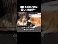 体調不良の子犬と先住犬に優しい奇跡が起こりました #柴犬 #子犬 #感動