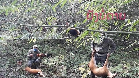 Dib qaib qus tuaj ib tug Kauv tua laib kiag # 18-09-2022