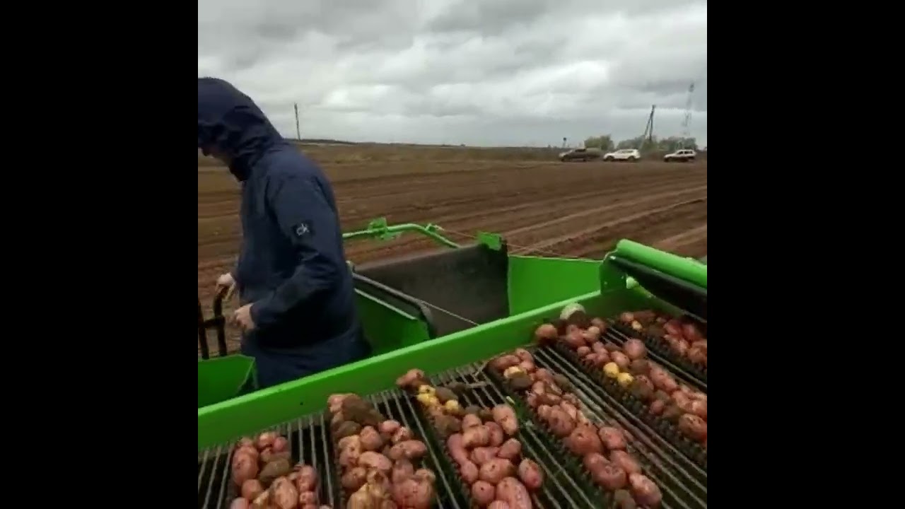 УБОРКА УРОЖАЯ КАРТОФЕЛЯ 2022 МОСКОВСКАЯ ОБЛАСТЬ, КАРТОФЕЛЕУБОРОЧНЫЙ ...