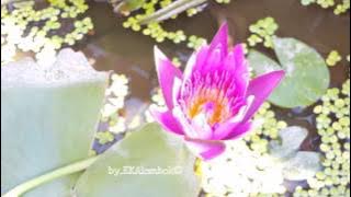 Bunga teratai mekar..#timelapse video