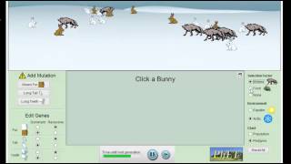 Bunny Natural Selection