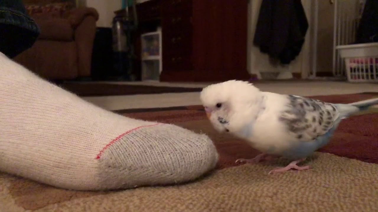 Skylend the Budgie is obsessed with kissing feet YouTube