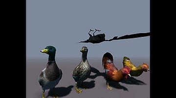 Animated 3d Birds Models
