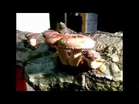Timelapse Shiitake Mushrooms iphone app