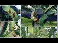Agri nepal dragon fruit farm  13 months old plants  flower bud initiation