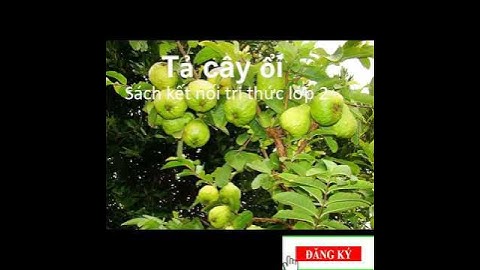 Tả cây ổi#tiengvietlop2