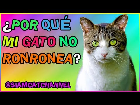 Video: ¿Por qué mi gato no ronronea?