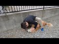 歩けない君が見せた。一生忘れる事の出来ない奇跡の歩み。【Golden Retriever japan】