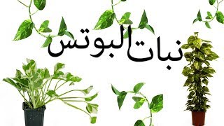 طريقة تكاثر نبات الظل (نبات البوتس) و الحفاظ عليه