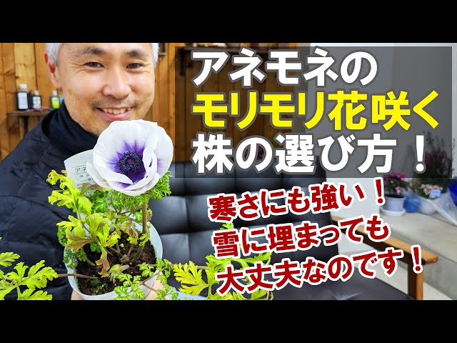 How to grow anemone flowers: from when to plant them to how to