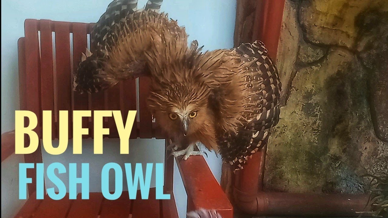Bermain Bareng Buffy Fish Owl 