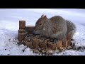 10 hour Squirrels for CATS - February 19, 2021