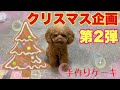 【簡単ケーキ】犬用手作りクリスマスケーキ　作り方　#dog  #toypoodle