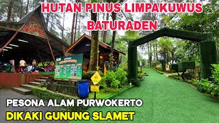 Limpakuwus Baturaden Pine Forest, Purwokerto 2026‼️Cool Natural Tourism at the Foot of Mount Slamet