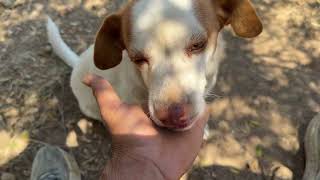 Alice Is Ready for a Home ❤️ Alan Still Needs a Little Help - Takis Shelter
