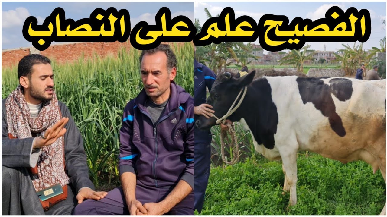 الشاب الفصيح كشف عملية نصب علي الفلاح الغلبان لما راح يشتري البقره الوالده وكانت المفاجأه