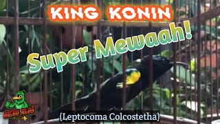 King Konin SUPER MEWAH!!!