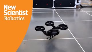 Animal-inspired robot transforms to roll, crawl, walk and fly across terrain Resimi