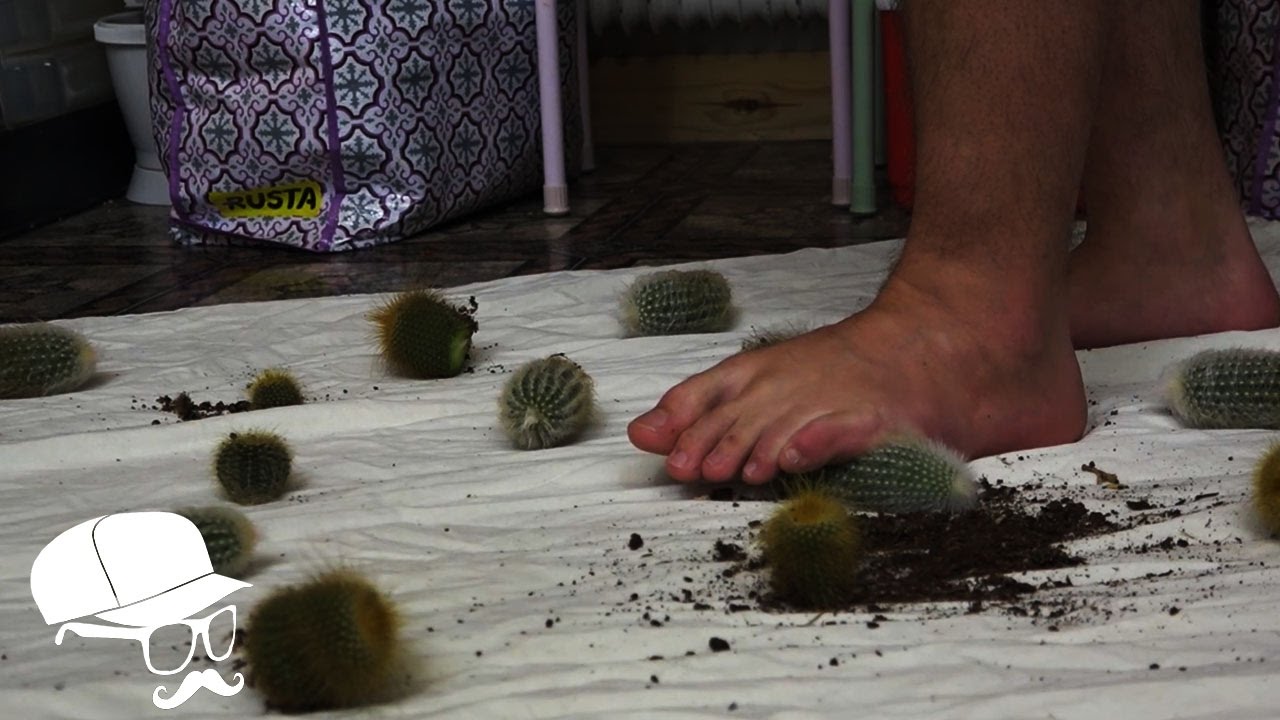 Walking On Cactus Challenge! YouTube